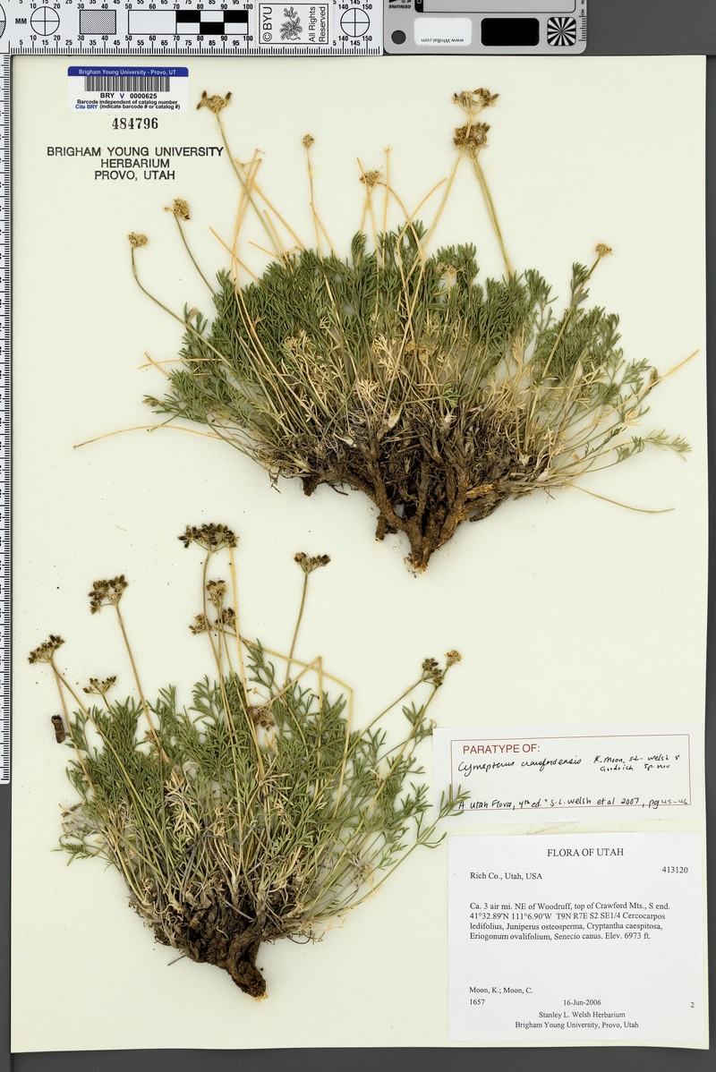 Cymopterus crawfordensis photo 4