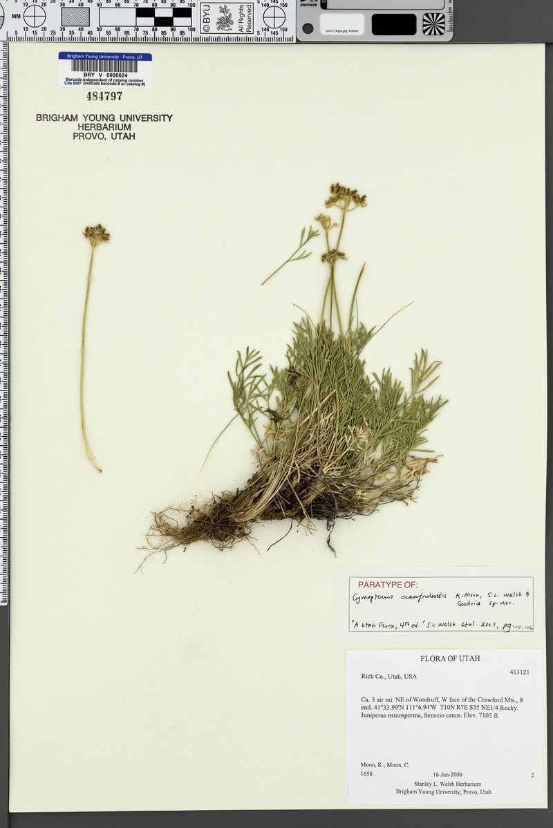 Cymopterus crawfordensis photo 5