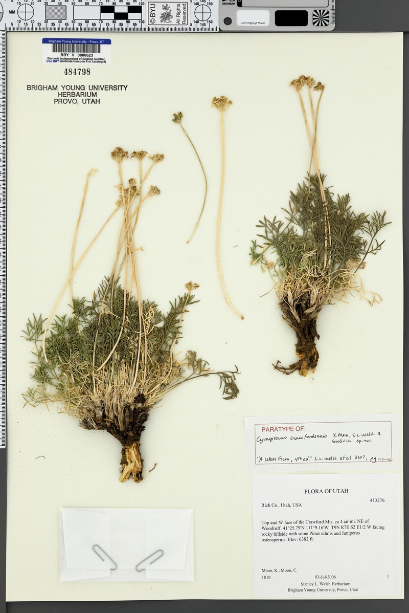 Cymopterus crawfordensis photo 6