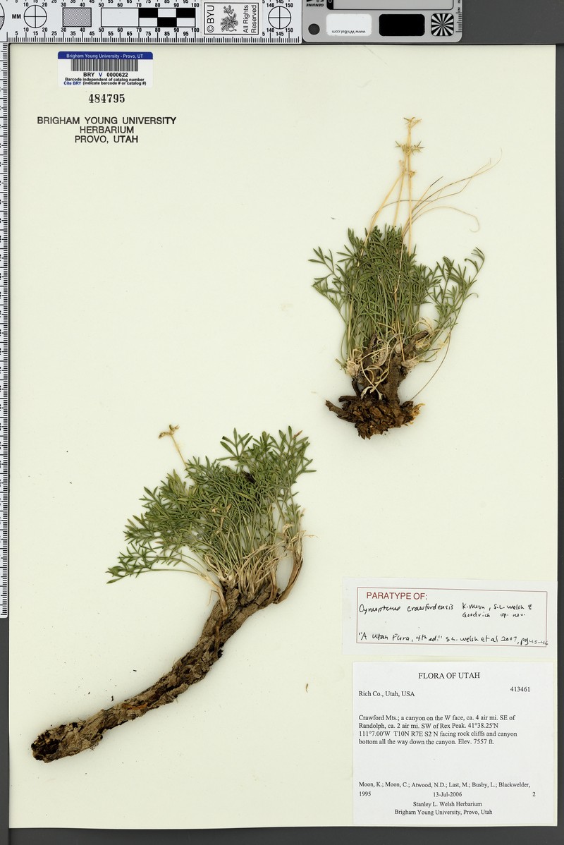Cymopterus crawfordensis photo 7