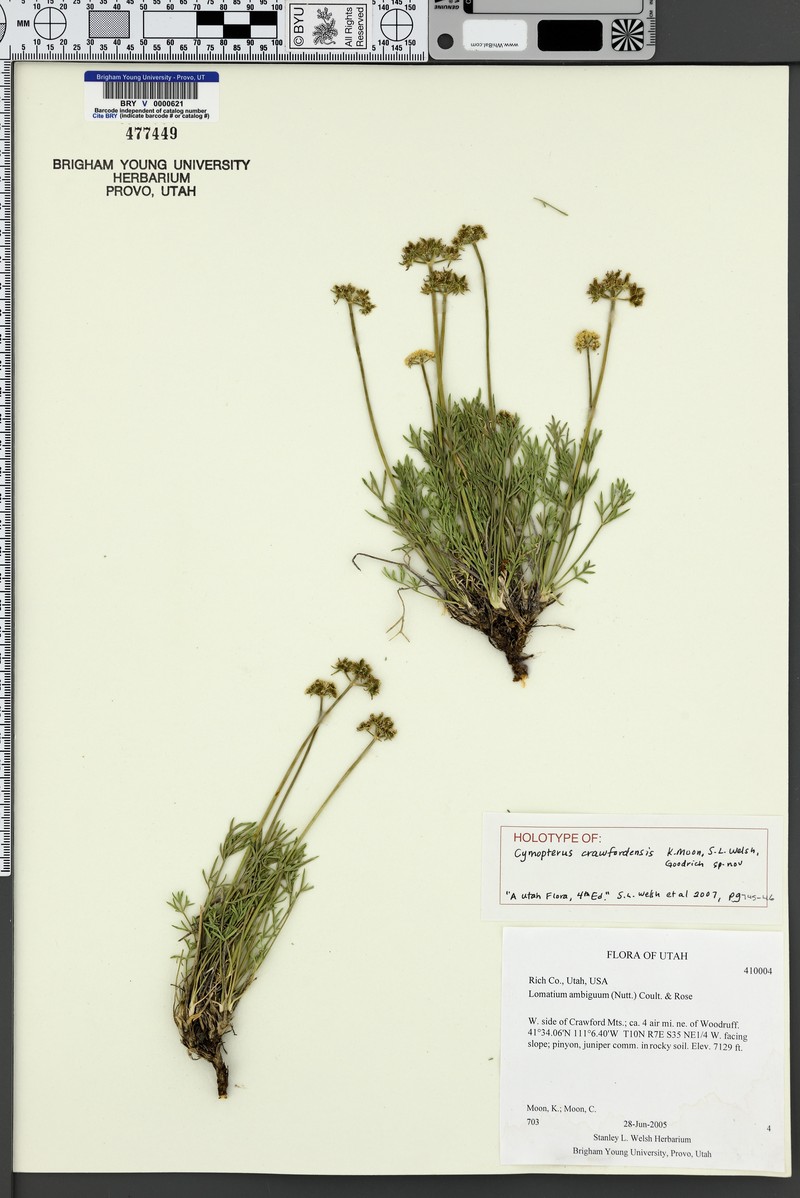 Cymopterus crawfordensis photo 8