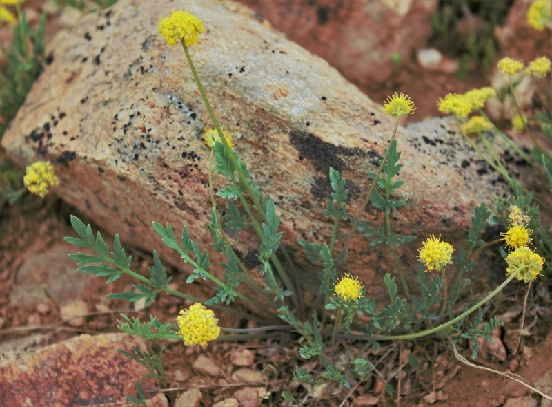 Davis' Springparsley