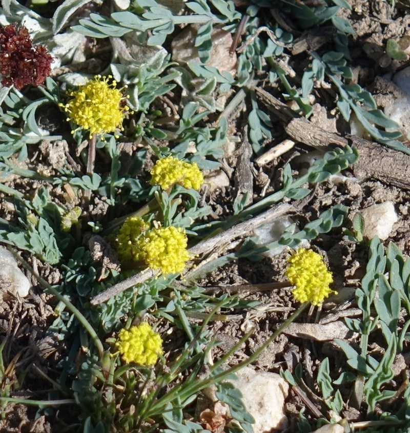 Davis' Springparsley photo 2