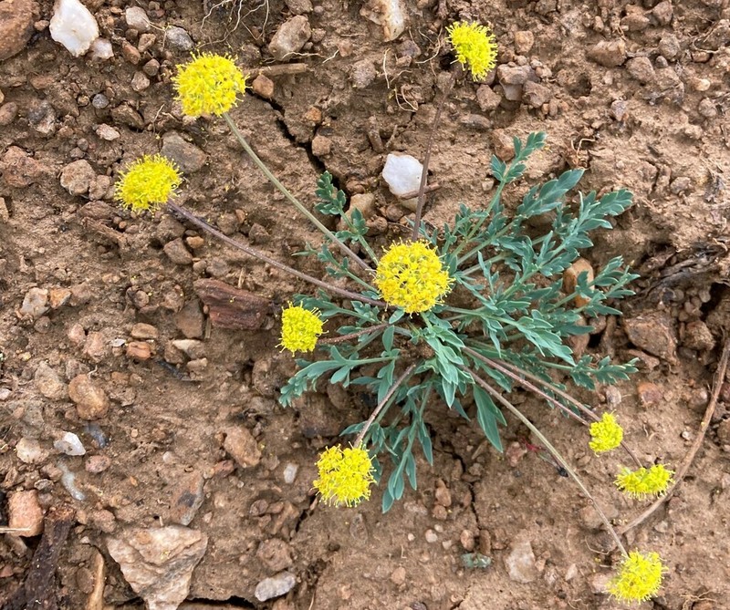Davis' Springparsley photo 3