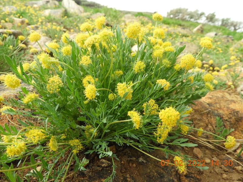 Davis' Springparsley photo 4