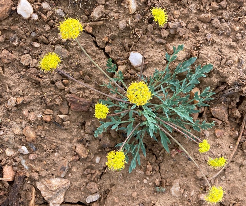 Davis' Springparsley photo 5