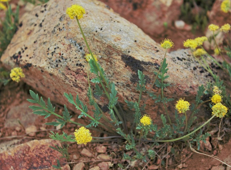 Davis' Springparsley photo 7