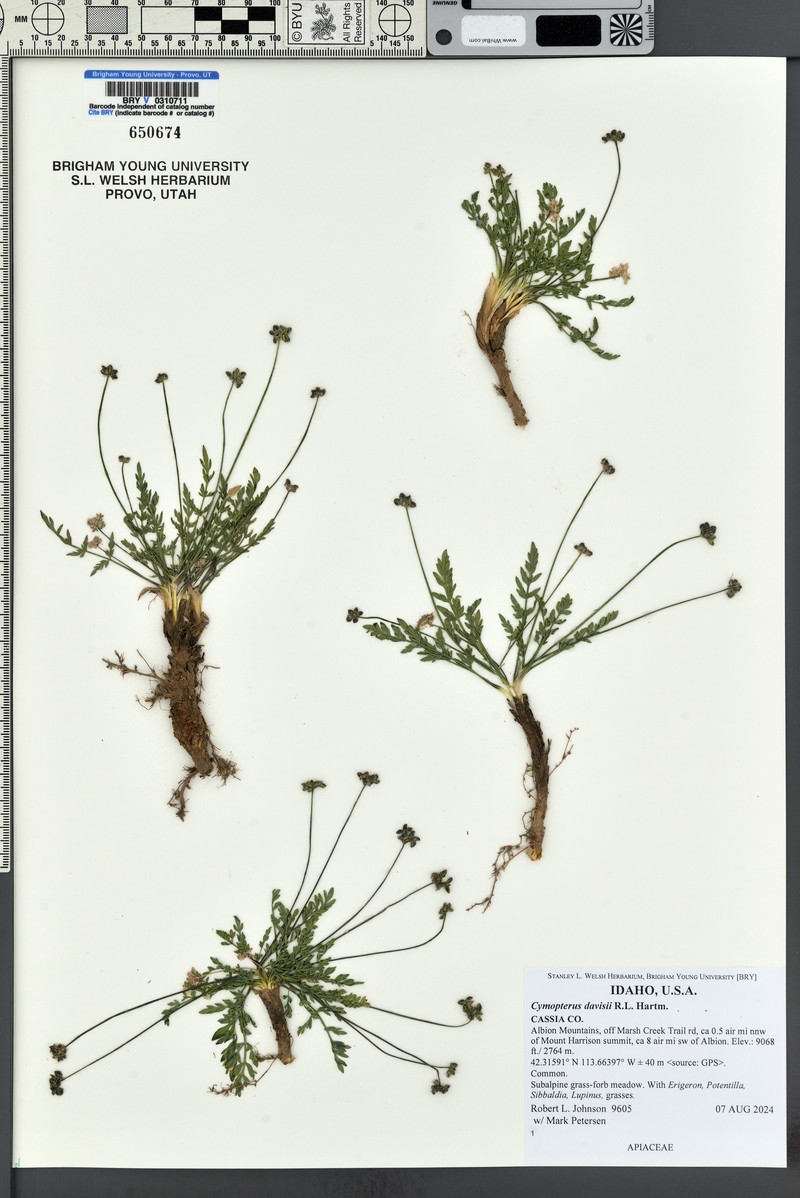 Davis' Springparsley photo 8