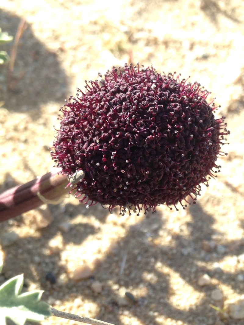 Desert Springparsley