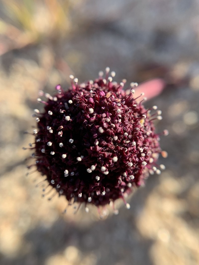 Desert Springparsley photo 2