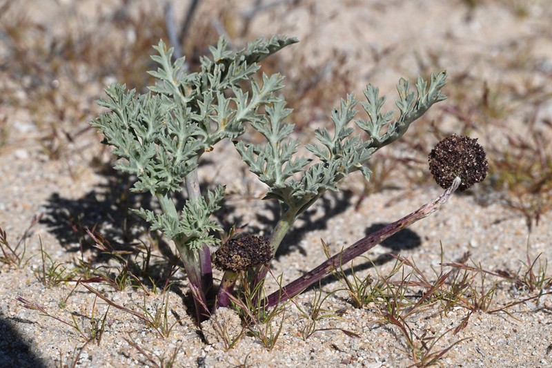 Desert Springparsley photo 3