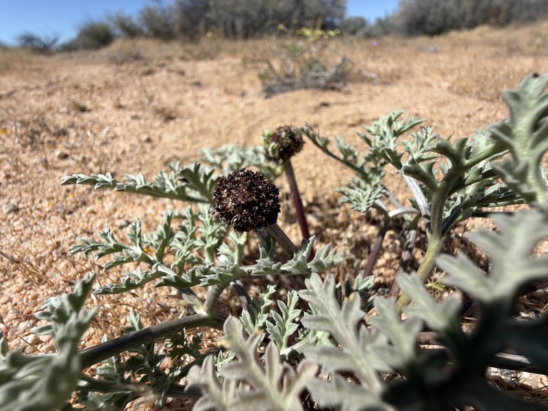 Desert Springparsley photo 4