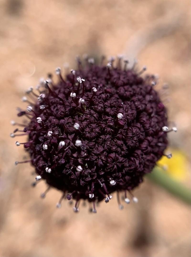 Desert Springparsley photo 5