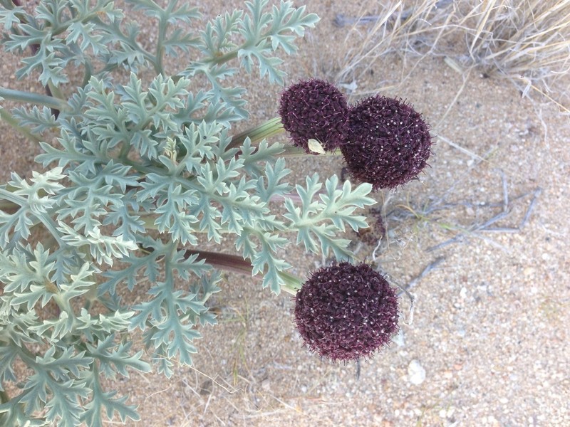 Desert Springparsley photo 6