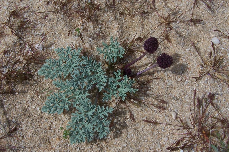 Desert Springparsley photo 7
