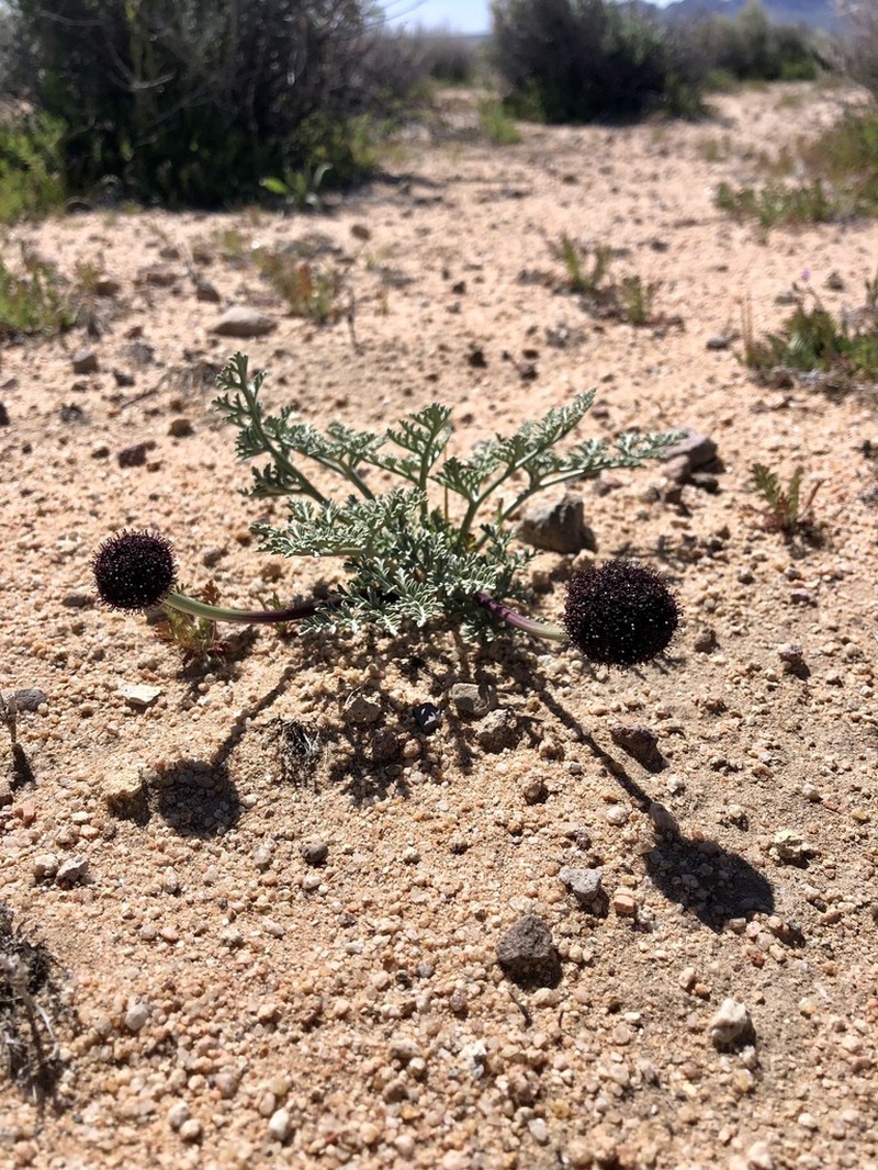 Desert Springparsley photo 8