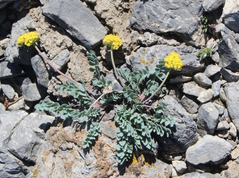 Douglass' Springparsley photo 3
