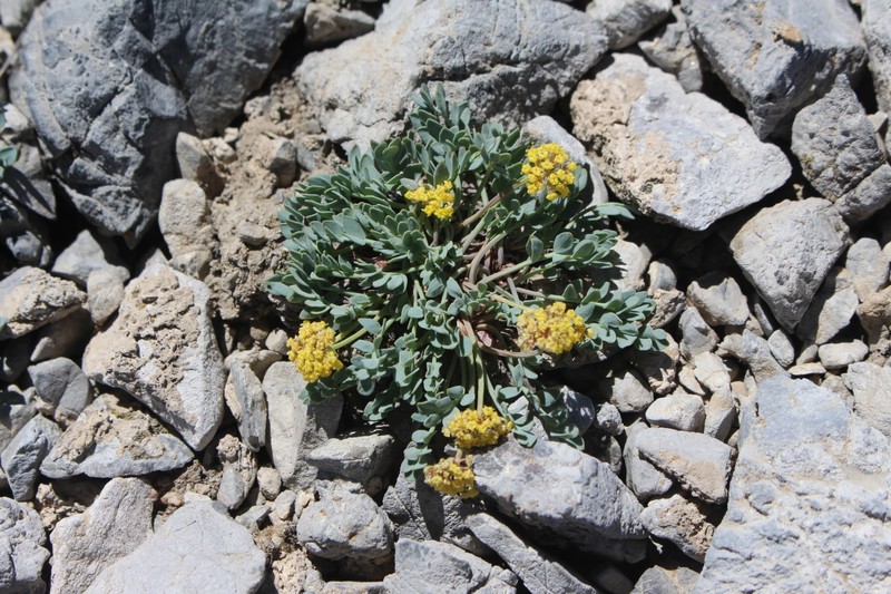 Douglass' Springparsley photo 4