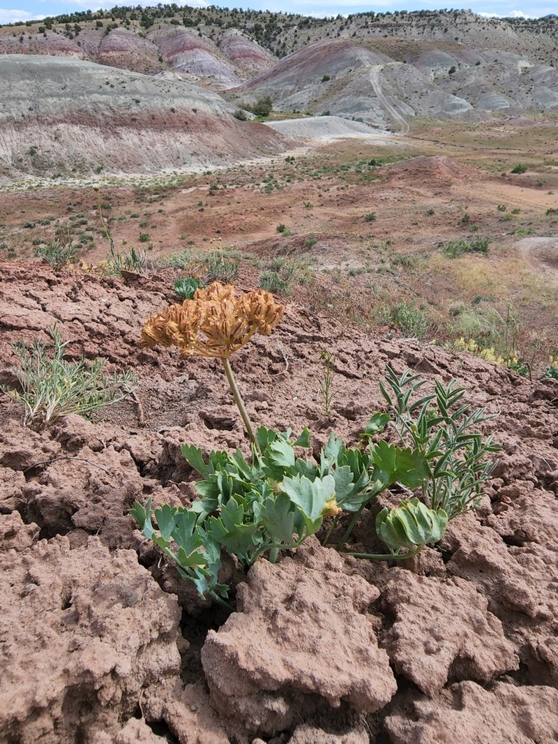 Uinta Basin Springparsley