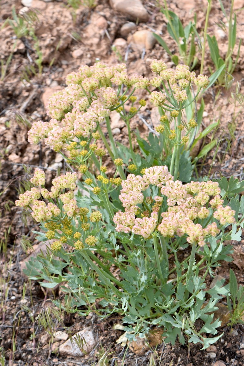 Uinta Basin Springparsley photo 2