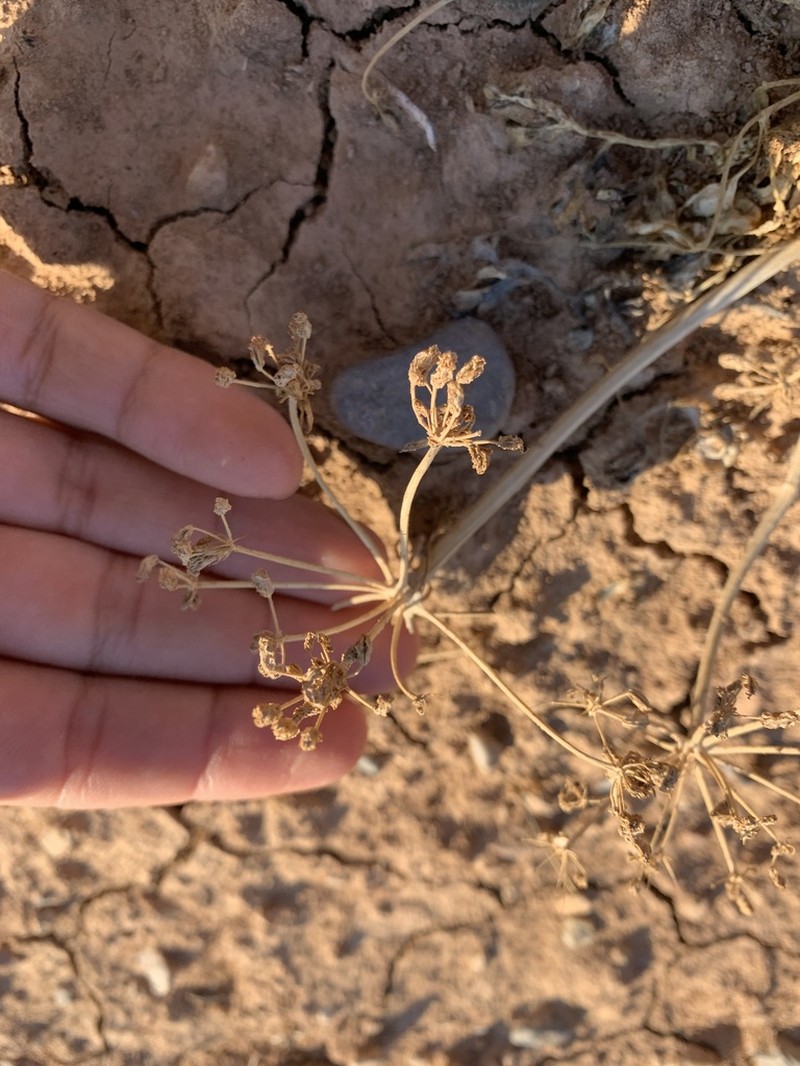 Uinta Basin Springparsley photo 3
