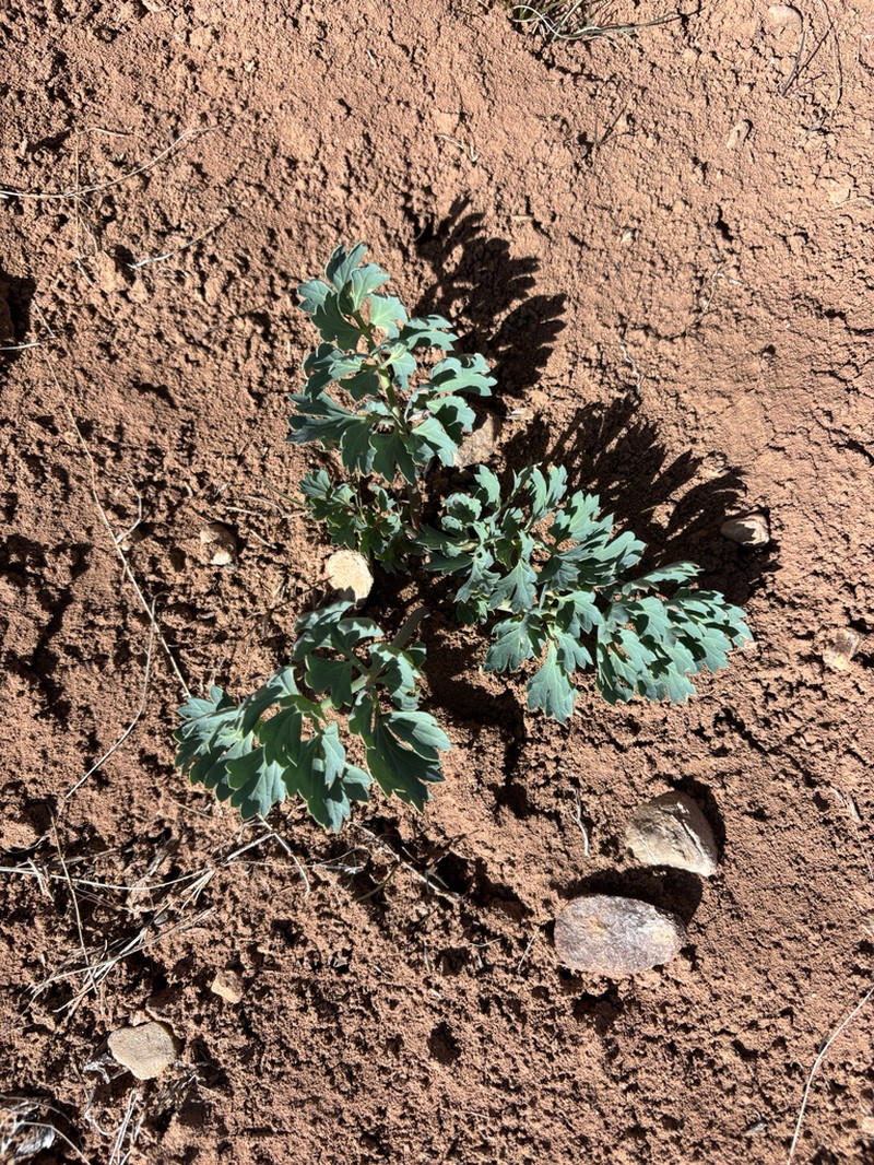 Uinta Basin Springparsley photo 4