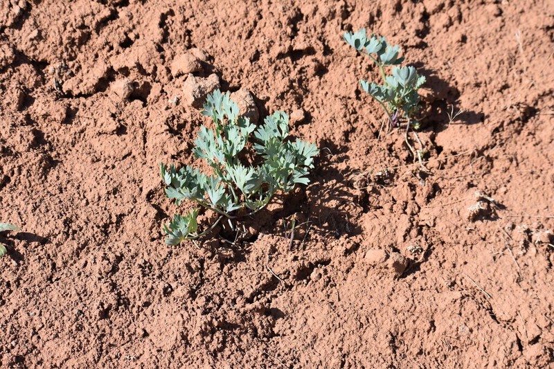 Uinta Basin Springparsley photo 5