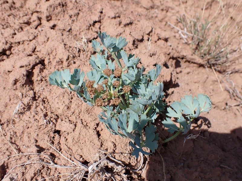 Uinta Basin Springparsley photo 6