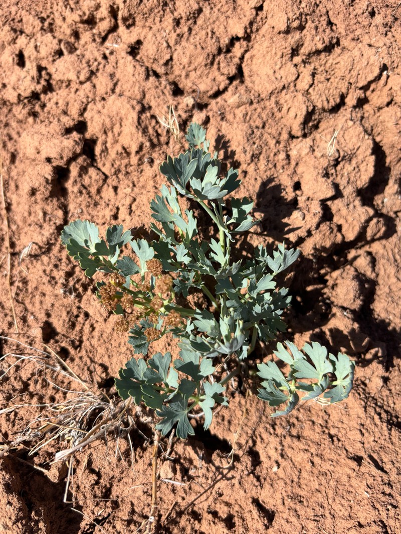 Uinta Basin Springparsley photo 7