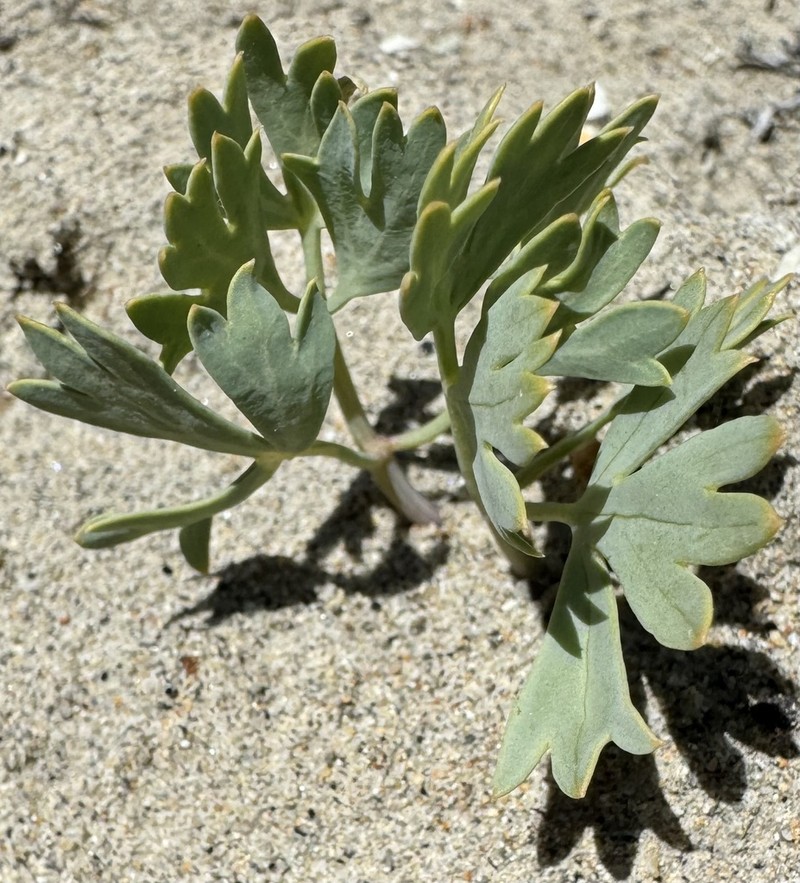 Uinta Basin Springparsley photo 8