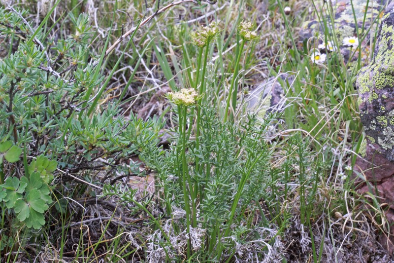 Evert's Springparsley
