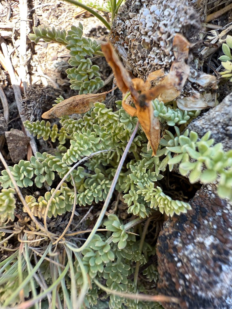 Evert's Springparsley photo 2