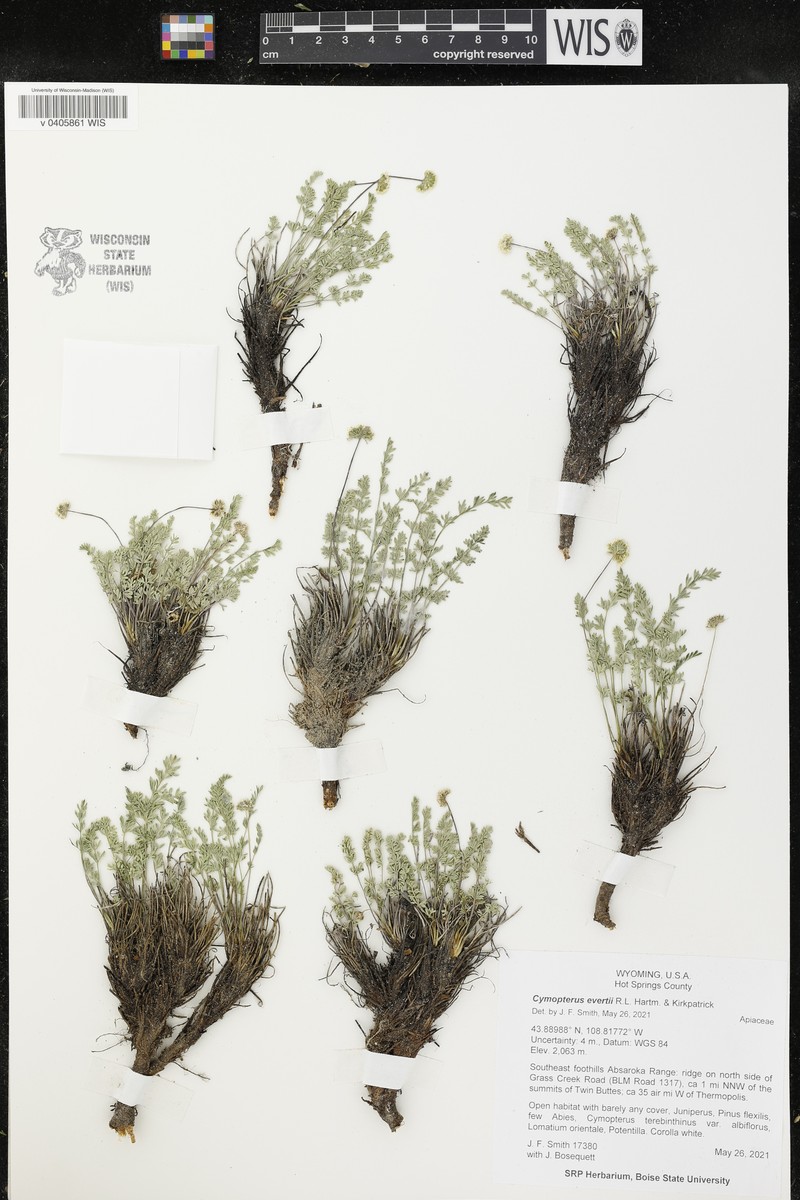 Evert's Springparsley photo 3