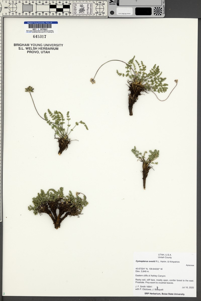 Evert's Springparsley photo 4