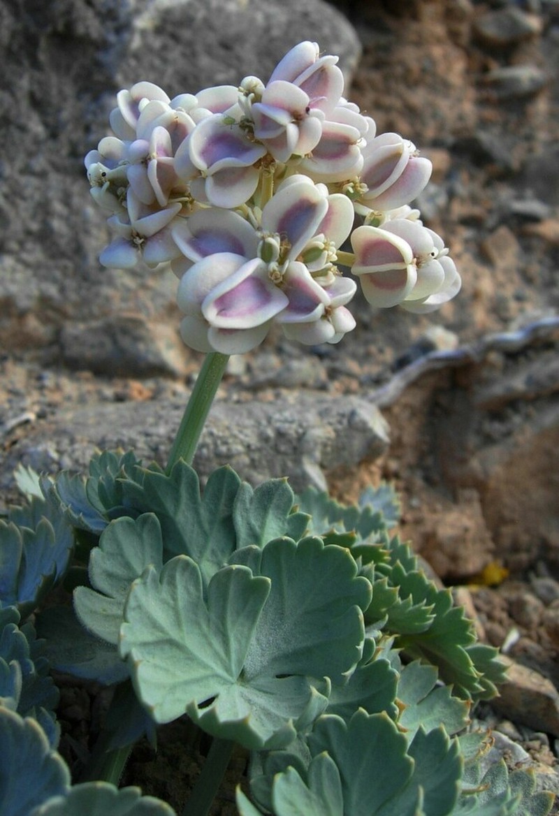 Gilman's Springparsley
