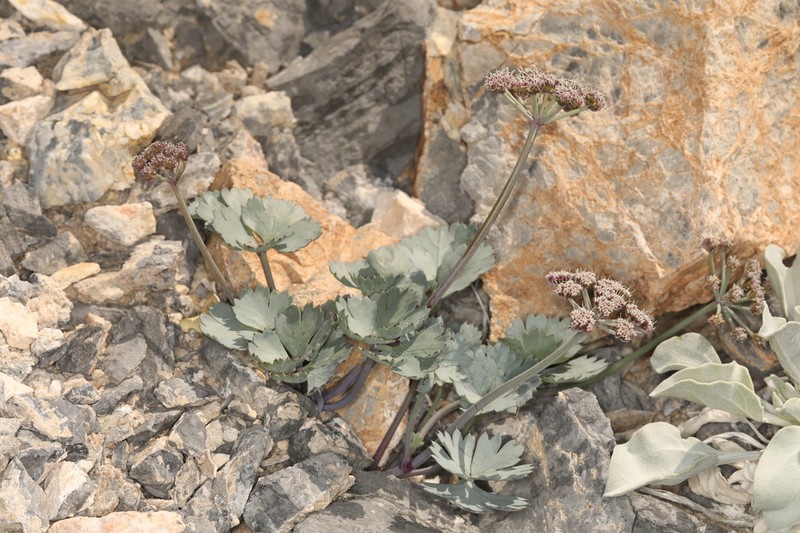 Gilman's Springparsley photo 2