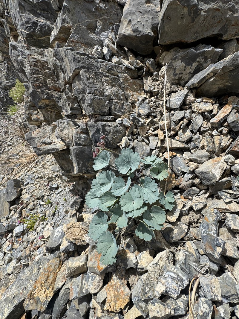 Gilman's Springparsley photo 3