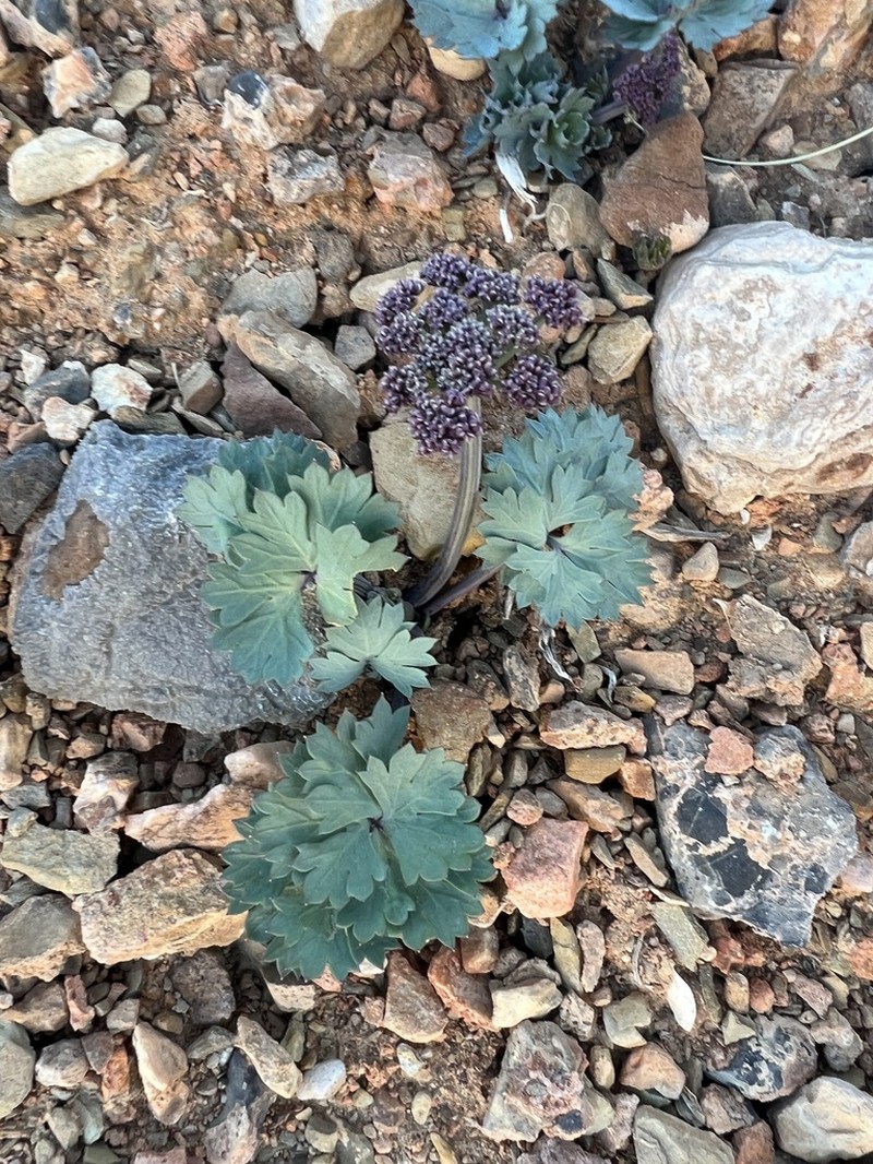 Gilman's Springparsley photo 4