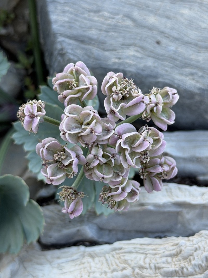 Gilman's Springparsley photo 6