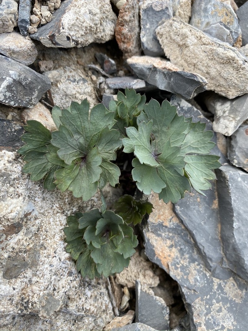 Gilman's Springparsley photo 7