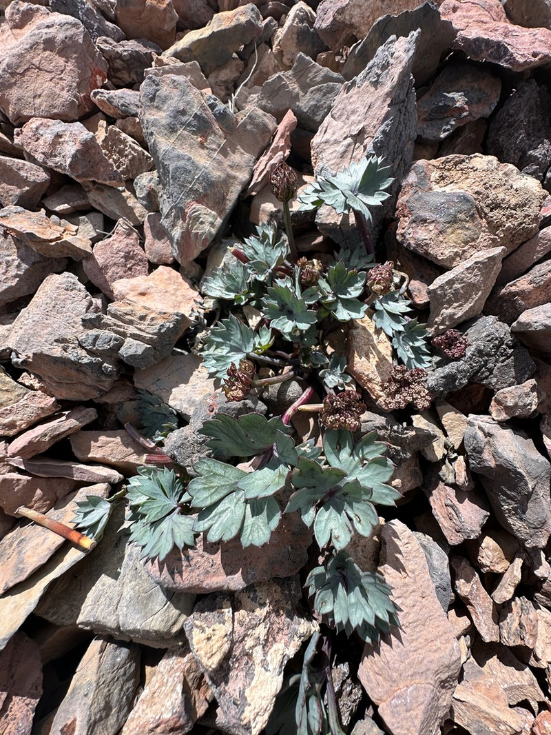 Gilman's Springparsley photo 8