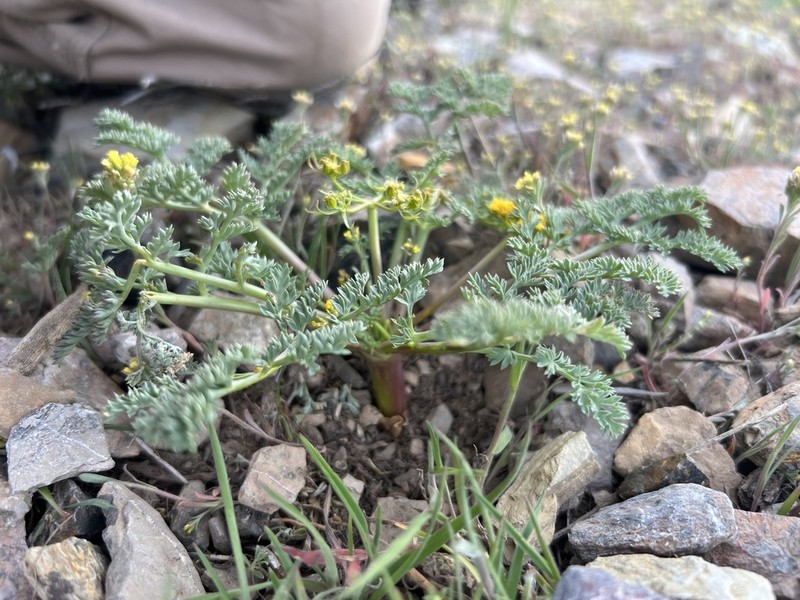 Waxy Springparsley