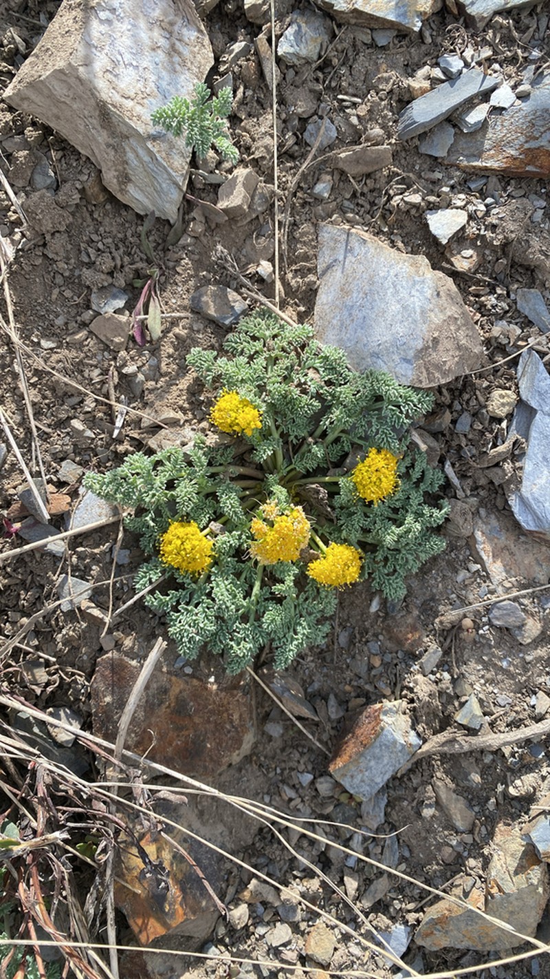 Waxy Springparsley photo 2