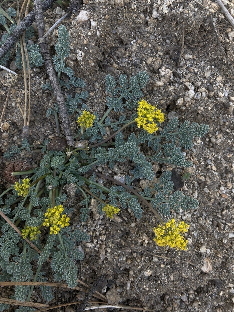 Waxy Springparsley photo 3