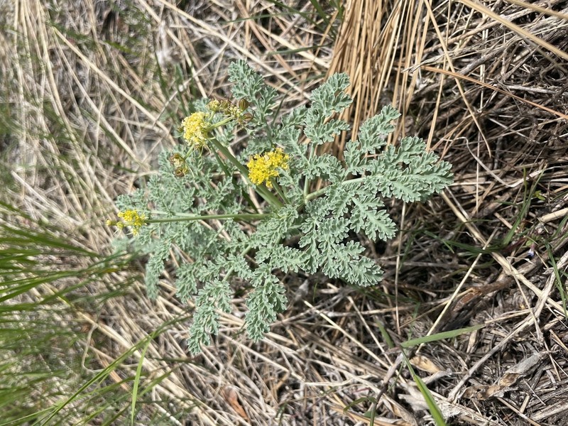 Waxy Springparsley photo 4