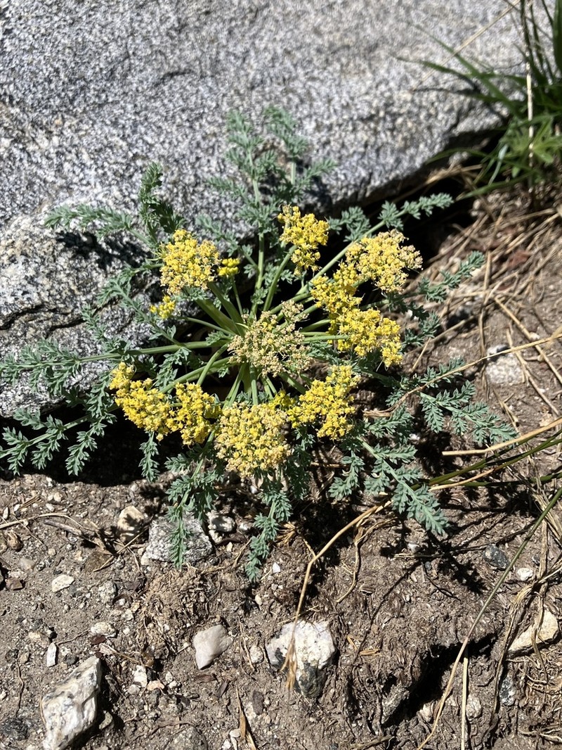 Waxy Springparsley photo 5