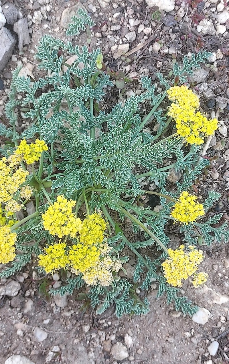 Waxy Springparsley photo 6
