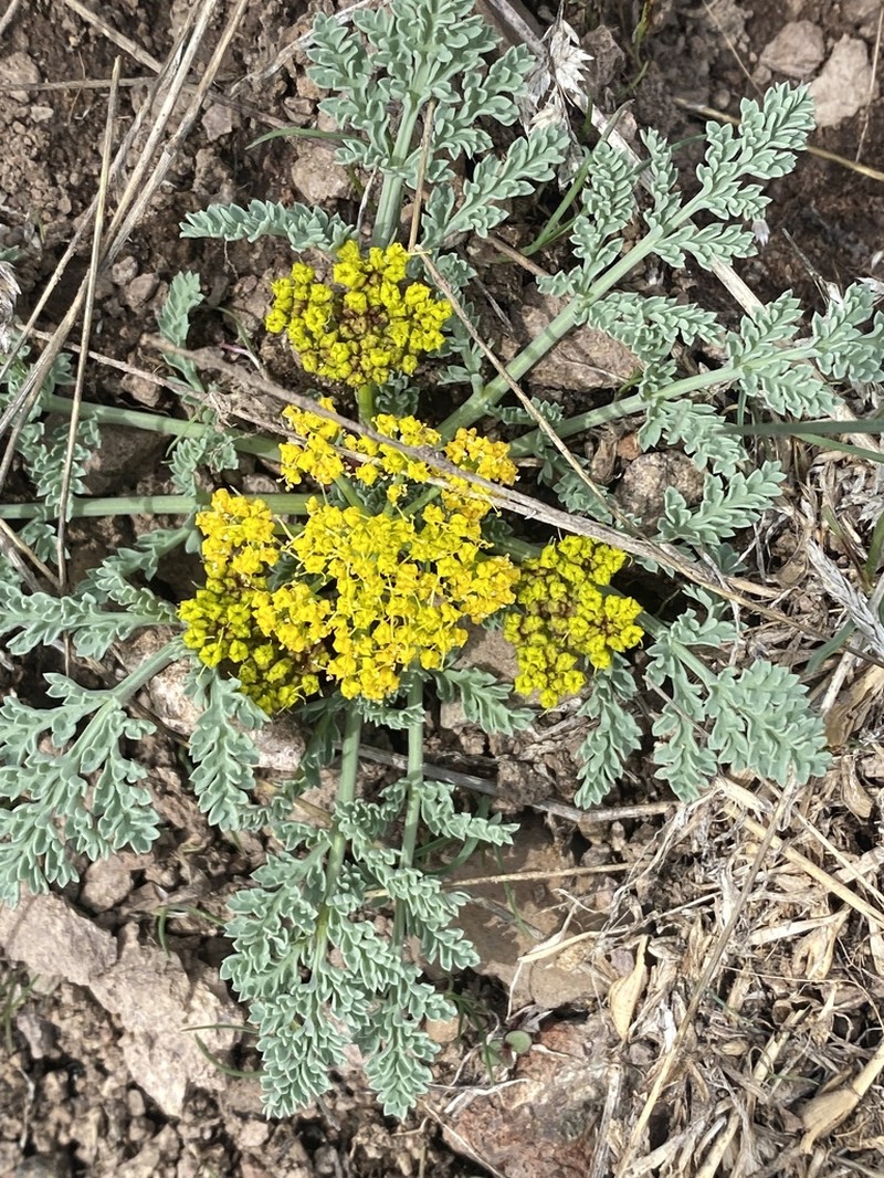 Waxy Springparsley photo 7