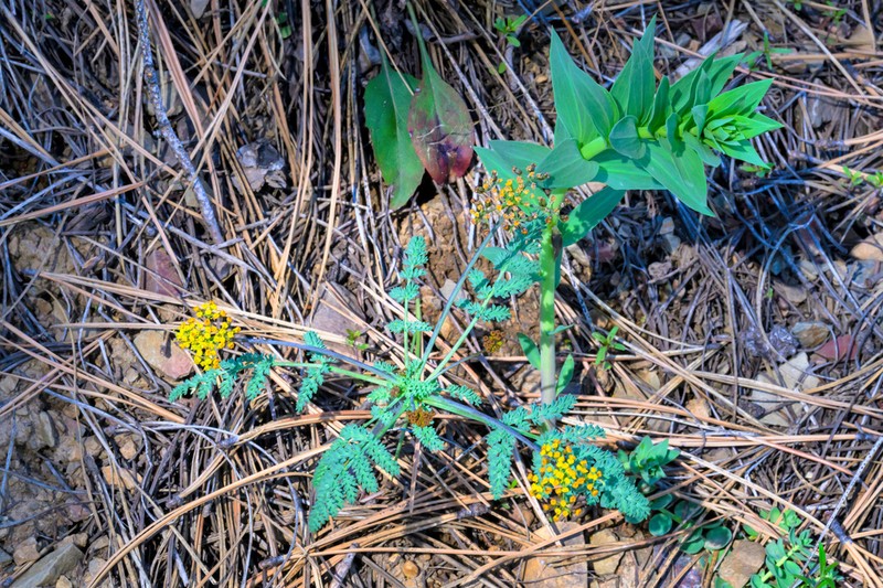 Waxy Springparsley photo 8