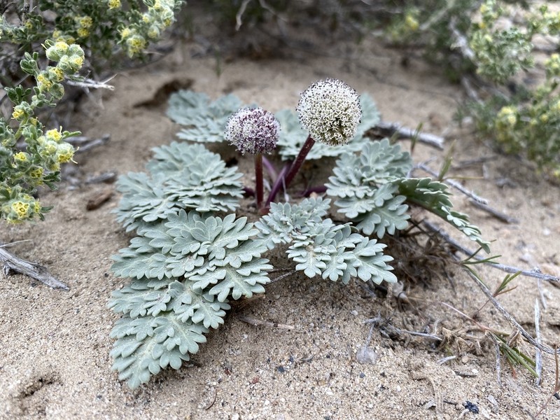 Globe Springparsley